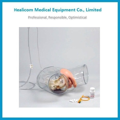 H-D1 Transparent Male Catheterization Model Manikin