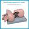 H-50 High Quality Trachea Intubation Training Model