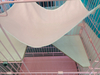 2 layers pet Cat cage veterinary cat cages