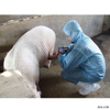 HV-3 Plus New Product Veterinary Ultrasound Scanner Full-digital Portable Veterinary Ultrasound