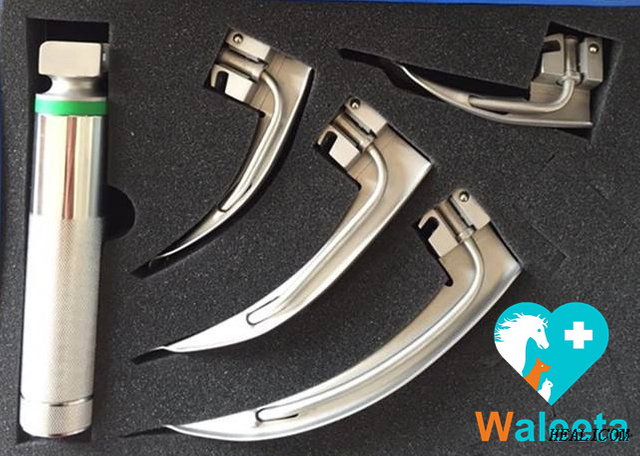 High Quality WTL-DG 304 Stainless Steel Optical Fiber Type Handle Veterinary Laryngoscope For Animal Clinic